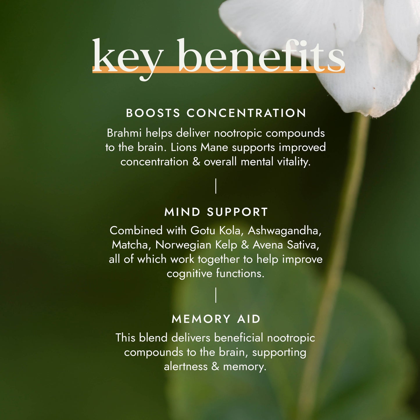 FUSHI Fushi Nootropic Blend