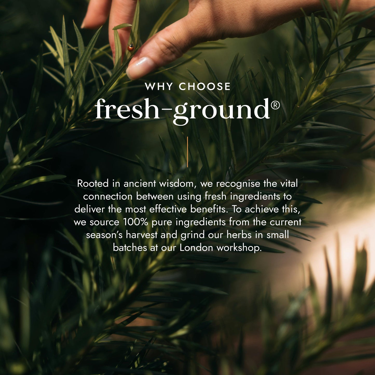 FUSHI Fushi Organic Chaste Tree (Agnus Castus)