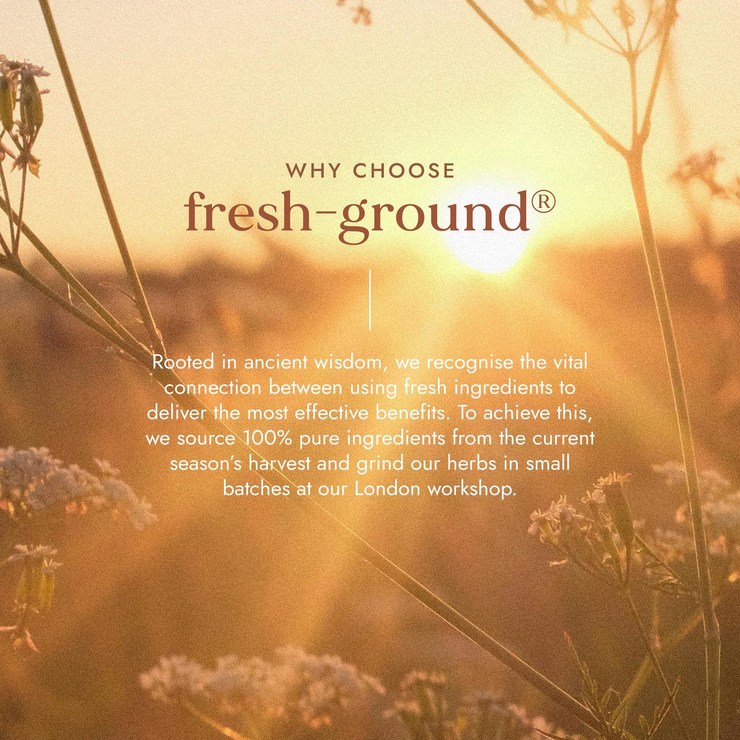 FUSHI Fushi Organic Manjistha