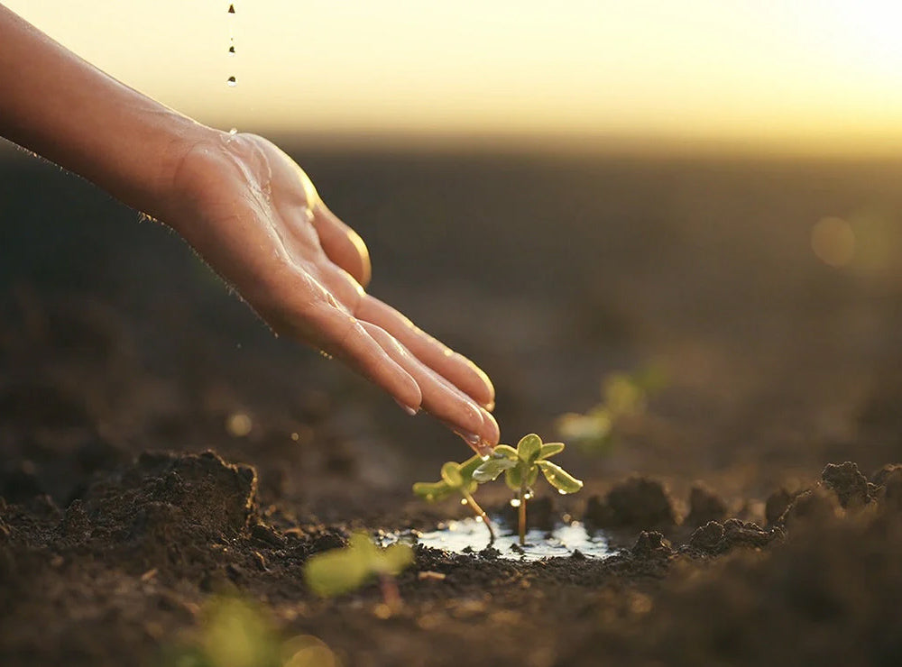 Sustainable Supplements to Consider this Earth Day