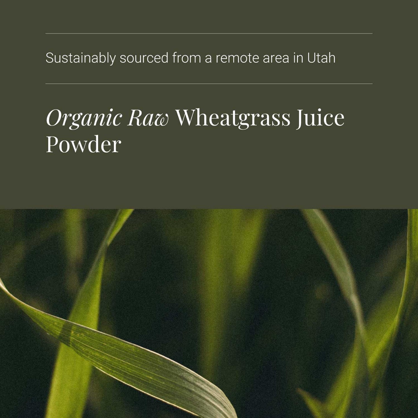 KIKI Health Organic Wheatgrass Juice Powder