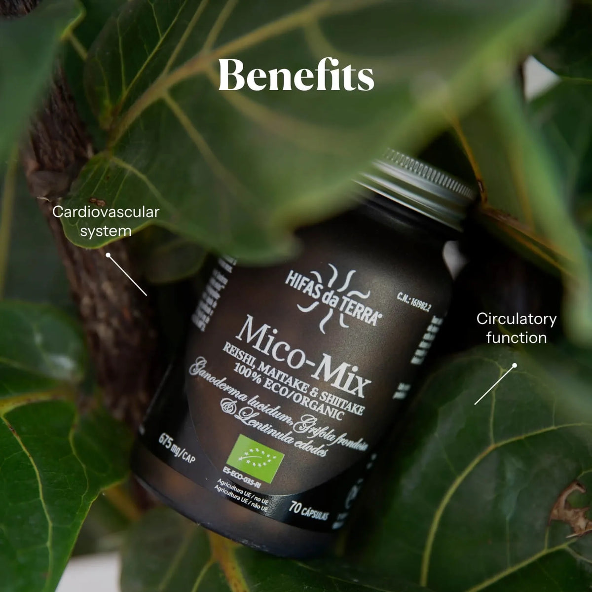 Hifas da Terra Mico-Mix