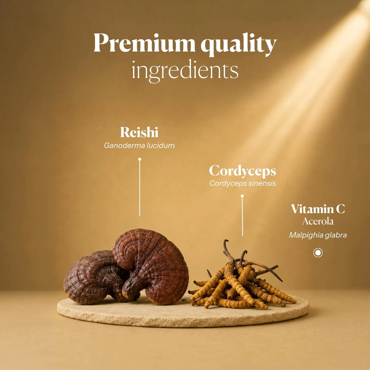 Hifas da Terra Mico-Vir+