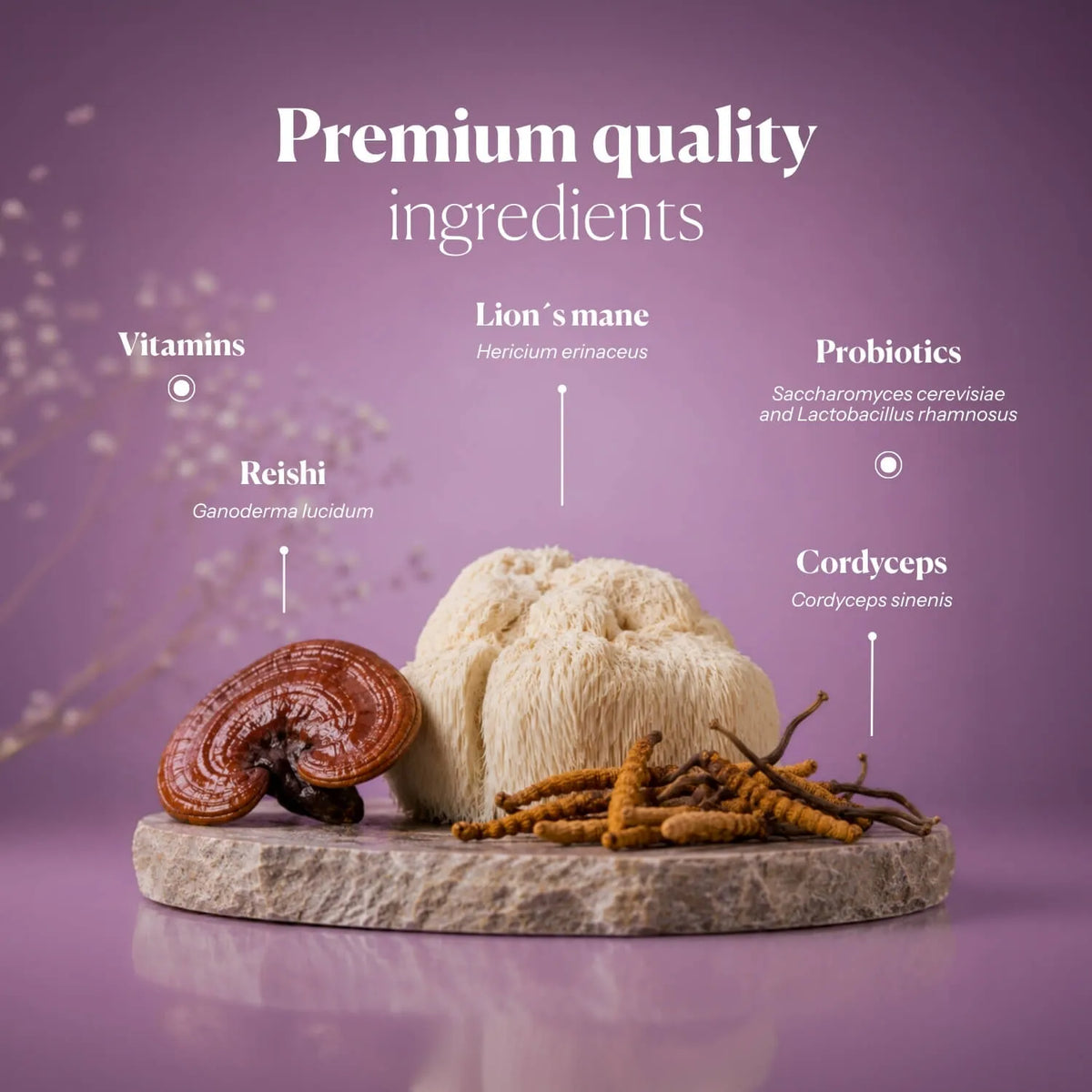 Hifas da Terra Papilozumib