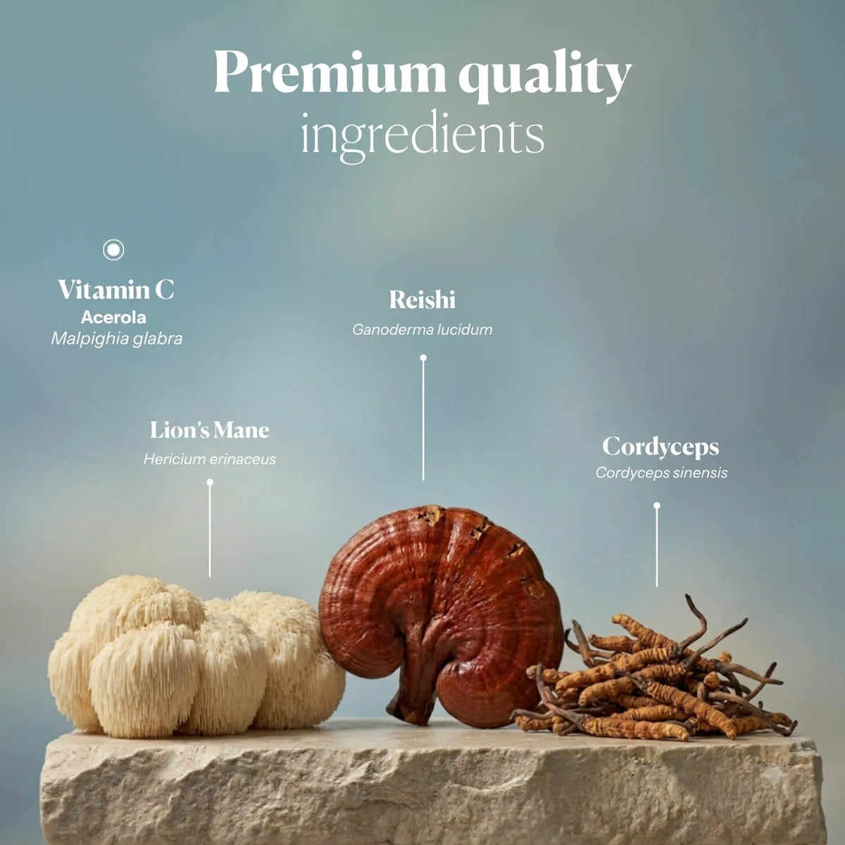 Hifas da Terra HIFAS - Equilibrium