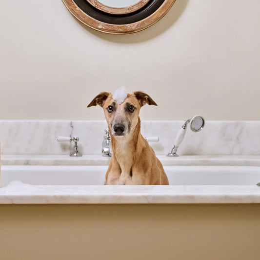 Bramley Digby Dog Wash