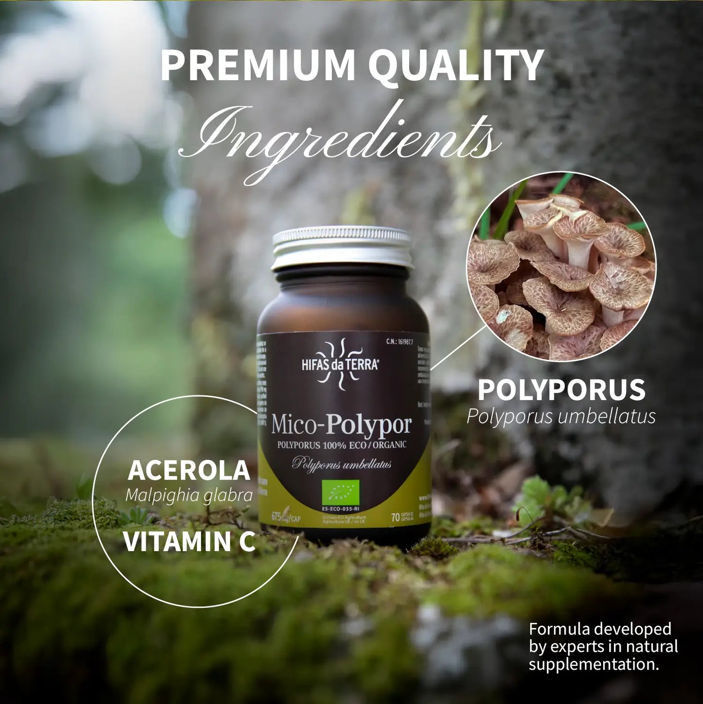 Hifas da Terra Mico-Polypor