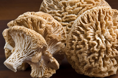 Medicinal Mushrooms