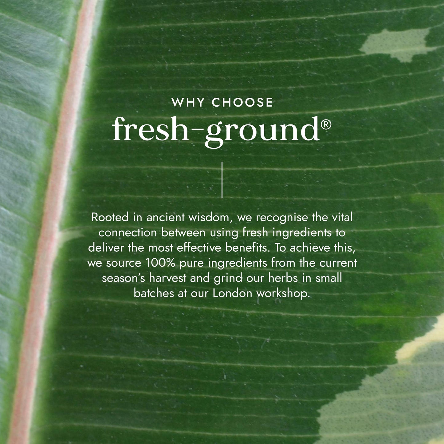 FUSHI Fushi Organic Neem Leaf