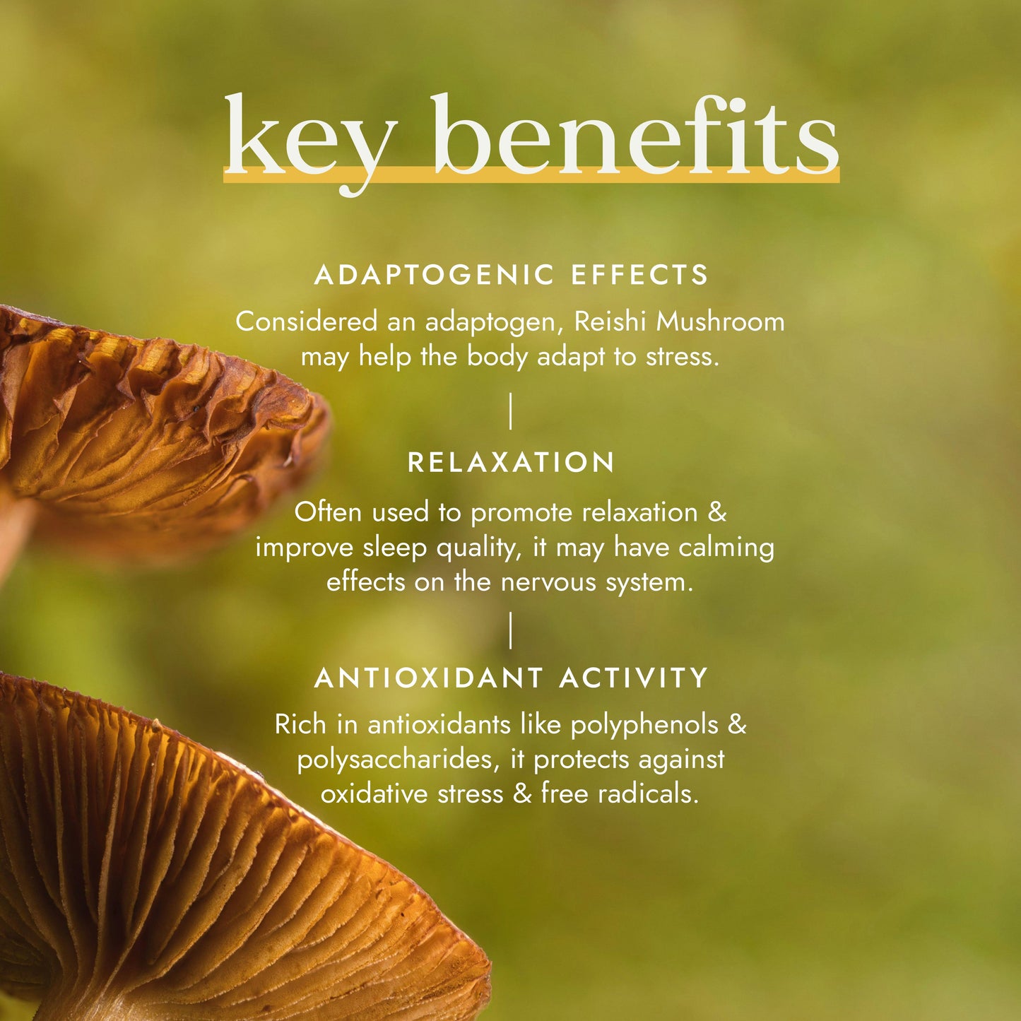 FUSHI Fushi Organic Reishi Mushroom