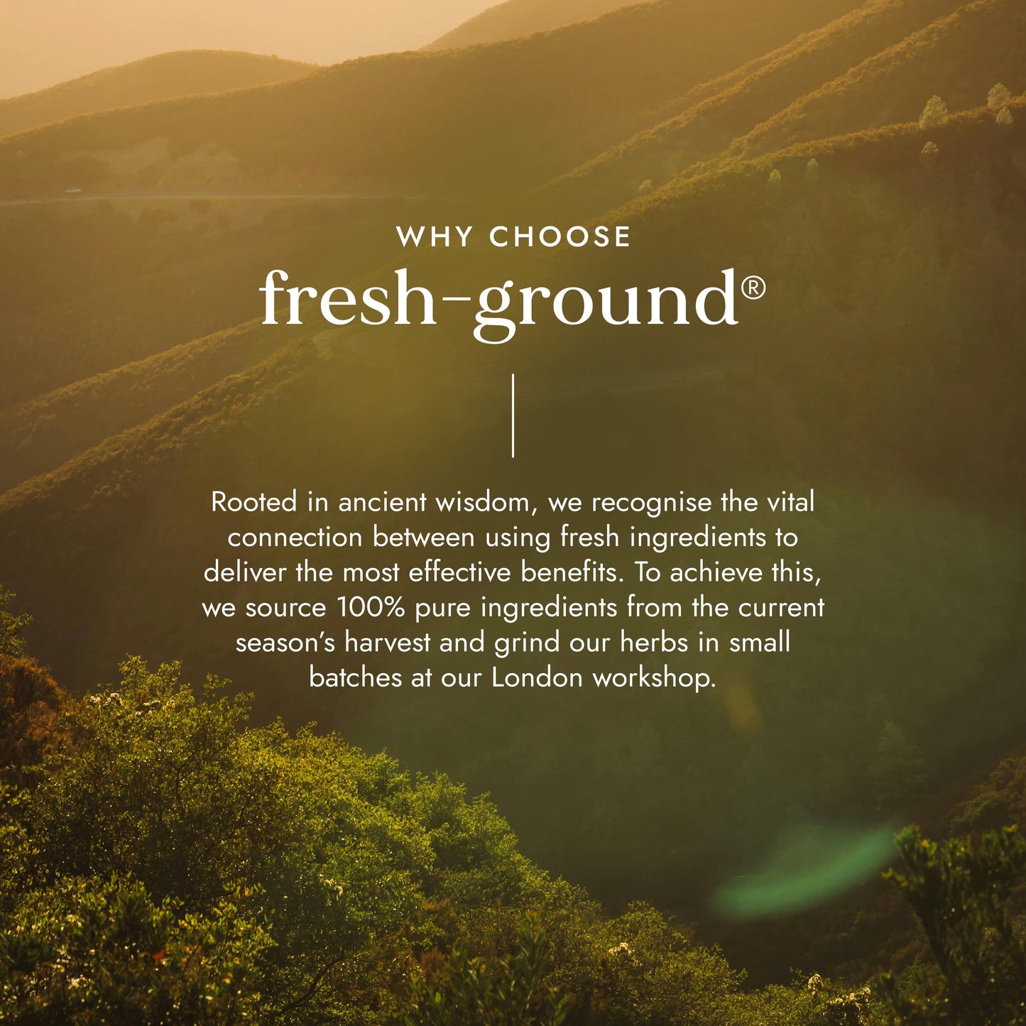FUSHI Fushi Organic Reishi Mushroom