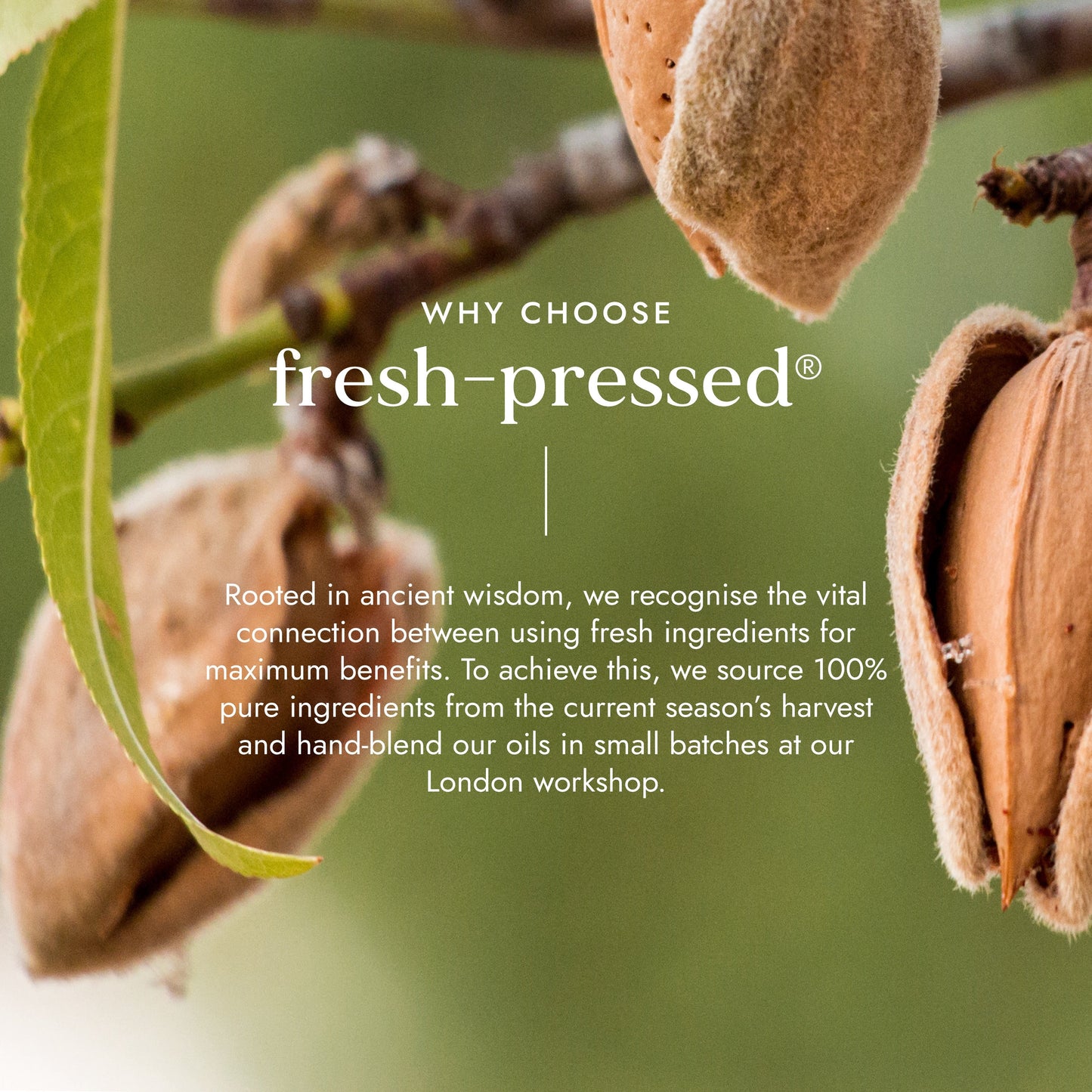 FUSHI Fushi Organic Sweet Almond Oil